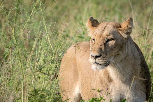 Lion standing in the high grass and starring in the Chobe National Park, Botswana.