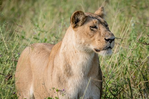 Lion standing in the high grass and starring in the Chobe National Park, Botswana.