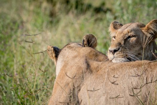 Two Lions bonding in the grass in the Chobe National Park, Botswana.