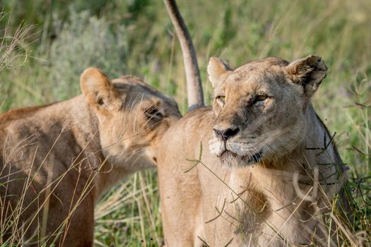 Two Lions bonding in the grass in the Chobe National Park, Botswana.