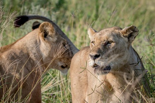 Two Lions bonding in the grass in the Chobe National Park, Botswana.