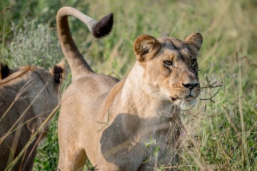 Lion standing in the high grass and starring in the Chobe National Park, Botswana.