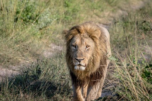 Big male Lion walking towards the camera in the Chobe National Park, Botswana.