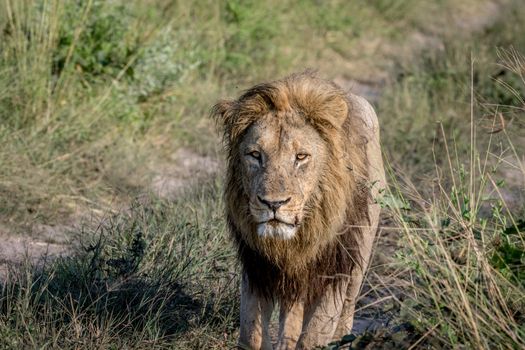 Big male Lion walking towards the camera in the Chobe National Park, Botswana.