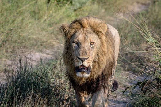 Big male Lion walking towards the camera in the Chobe National Park, Botswana.