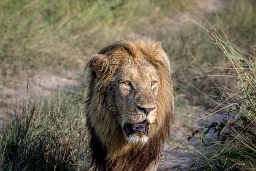 Big male Lion walking towards the camera in the Chobe National Park, Botswana.