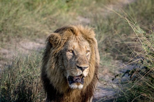 Big male Lion walking towards the camera in the Chobe National Park, Botswana.