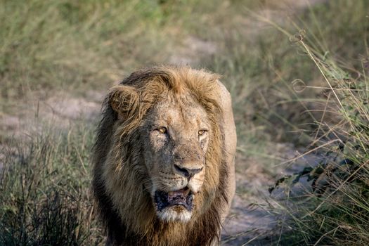 Big male Lion walking towards the camera in the Chobe National Park, Botswana.