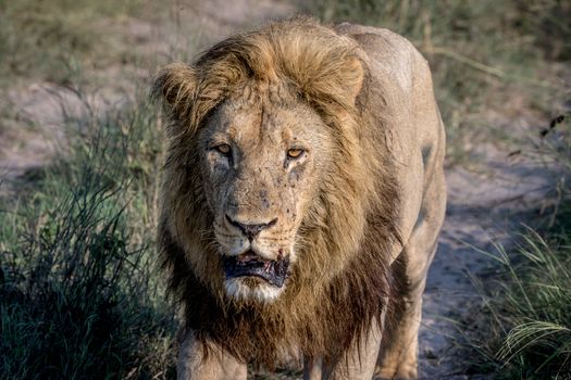 Big male Lion walking towards the camera in the Chobe National Park, Botswana.