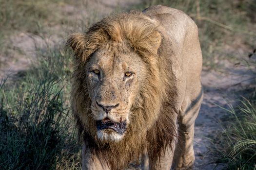 Big male Lion walking towards the camera in the Chobe National Park, Botswana.