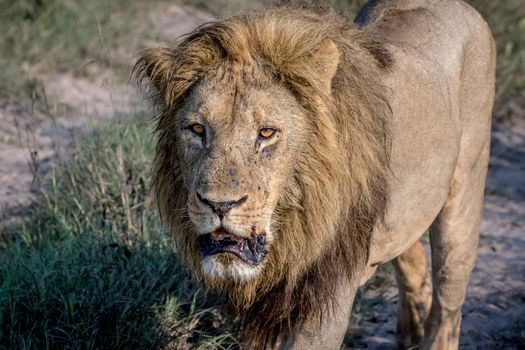 Big male Lion walking towards the camera in the Chobe National Park, Botswana.