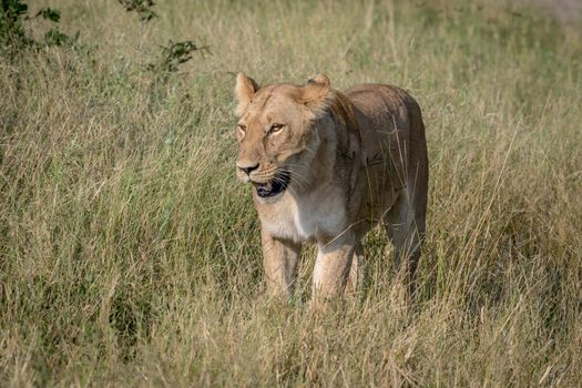 Lion walking in the high grass in the Chobe National Park, Botswana.