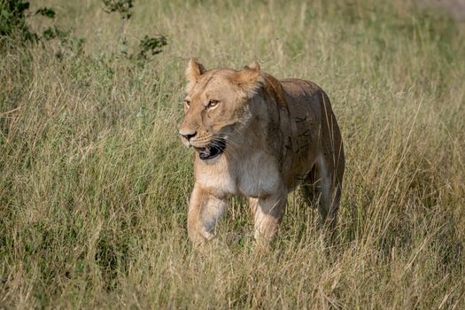 Lion walking in the high grass in the Chobe National Park, Botswana.