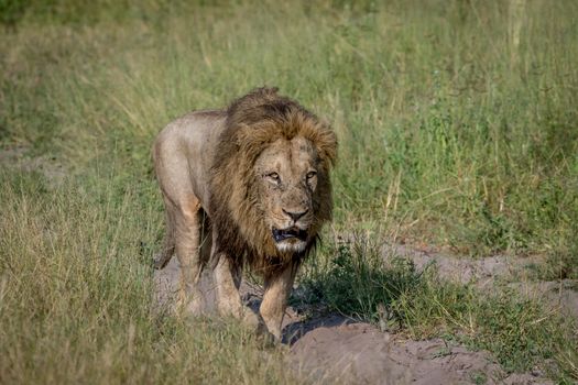 Big male Lion walking on the road in the Chobe National Park, Botswana.