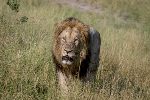 Big male Lion walking towards the camera in the Chobe National Park, Botswana.