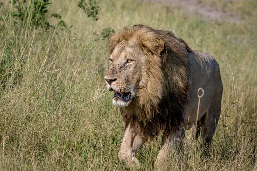 Big male Lion walking towards the camera in the Chobe National Park, Botswana.