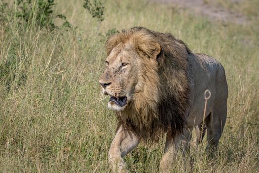 Big male Lion walking towards the camera in the Chobe National Park, Botswana.