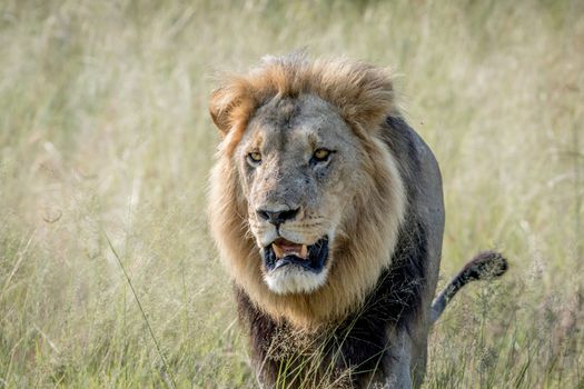 Big male Lion walking towards the camera in the Chobe National Park, Botswana.