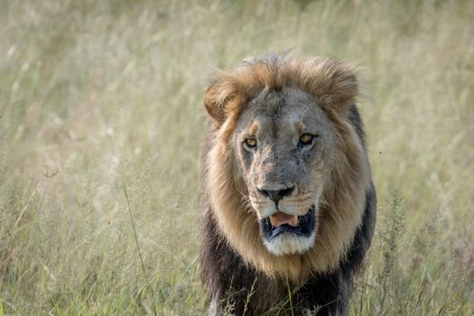 Big male Lion walking towards the camera in the Chobe National Park, Botswana.