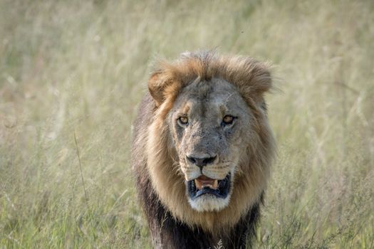 Big male Lion walking towards the camera in the Chobe National Park, Botswana.