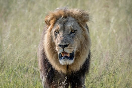 Big male Lion walking towards the camera in the Chobe National Park, Botswana.