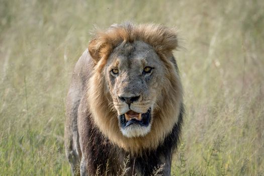 Big male Lion walking towards the camera in the Chobe National Park, Botswana.