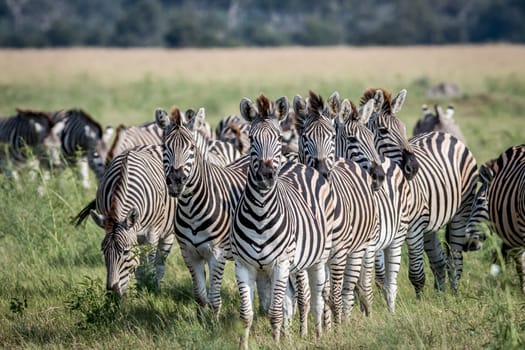 Group of Zebras starring at the camera in the Chobe National Park, Botswana.