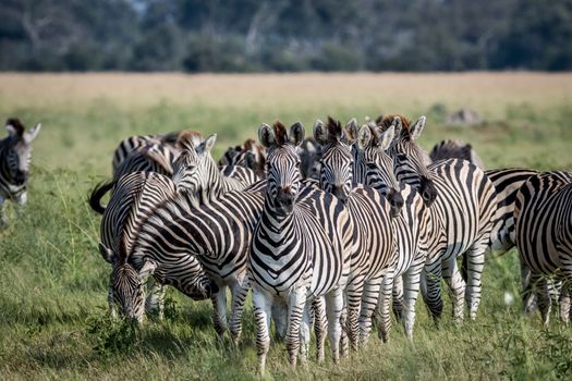 Group of Zebras starring at the camera in the Chobe National Park, Botswana.