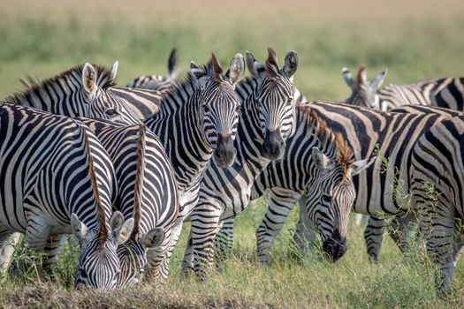 Two Zebras starring at the camera in the Chobe National Park, Botswana.