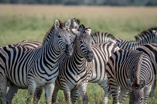 Two Zebras starring at the camera in the Chobe National Park, Botswana.