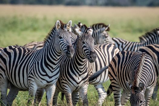 Two Zebras starring at the camera in the Chobe National Park, Botswana.