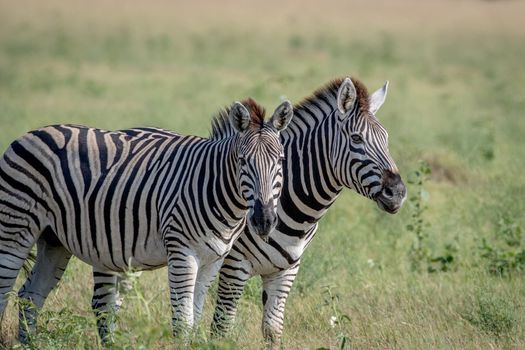 Two Zebras starring at the camera in the Chobe National Park, Botswana.