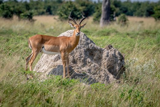 Impala ram standing on a Termite mount and starring at the camera in the Chobe National Park, Botswana.