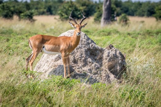 Impala ram standing on a Termite mount and starring at the camera in the Chobe National Park, Botswana.