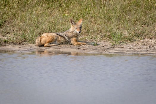 Black-backed jackal resting next to the water in the Chobe National Park, Botswana.