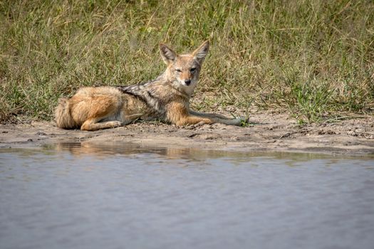 Black-backed jackal resting next to the water in the Chobe National Park, Botswana.