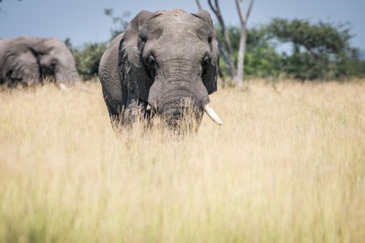 Big Elephant bull standing in the high grass in the Chobe National Park, Botswana.