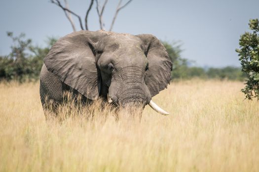 Big Elephant bull standing in the high grass in the Chobe National Park, Botswana.