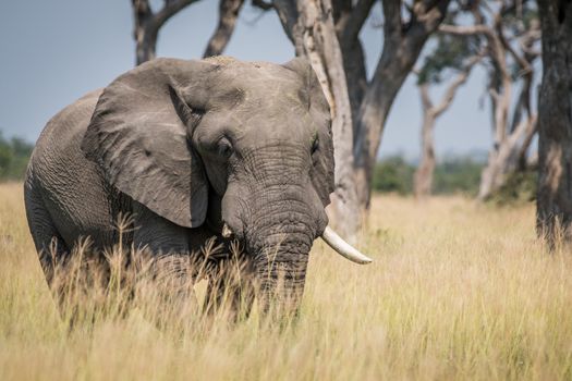 Big Elephant bull standing in the high grass in the Chobe National Park, Botswana.