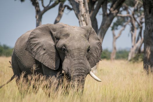 Big Elephant bull standing in the high grass in the Chobe National Park, Botswana.