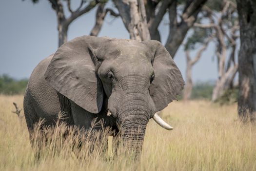 Big Elephant bull standing in the high grass in the Chobe National Park, Botswana.