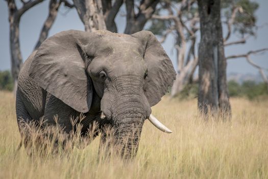 Big Elephant bull standing in the high grass in the Chobe National Park, Botswana.