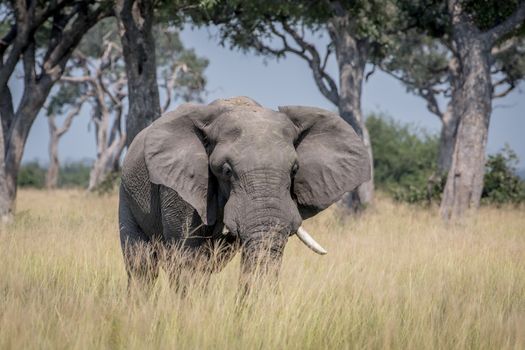 Big Elephant bull standing in the high grass in the Chobe National Park, Botswana.