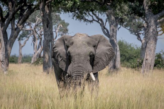 Big Elephant bull standing in the high grass in the Chobe National Park, Botswana.