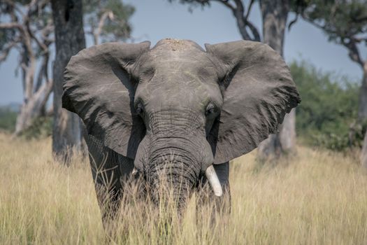 Big Elephant bull standing in the high grass in the Chobe National Park, Botswana.