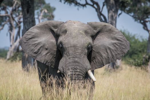 Big Elephant bull standing in the high grass in the Chobe National Park, Botswana.