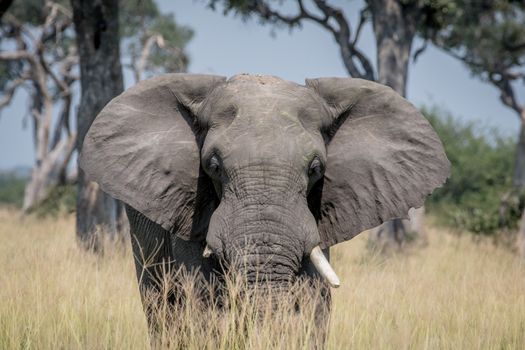 Big Elephant bull standing in the high grass in the Chobe National Park, Botswana.