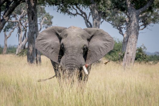 Big Elephant bull standing in the high grass in the Chobe National Park, Botswana.