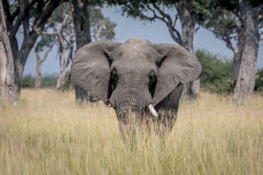 Big Elephant bull standing in the high grass in the Chobe National Park, Botswana.