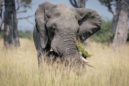 Big Elephant bull standing in the high grass in the Chobe National Park, Botswana.